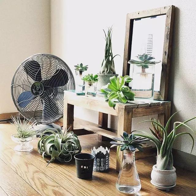 适合干花的装饰,简单的干花装饰