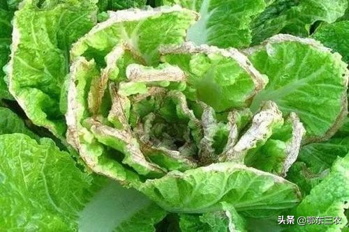 大白菜干烧是什么原因,白菜干烧芯是怎么回事