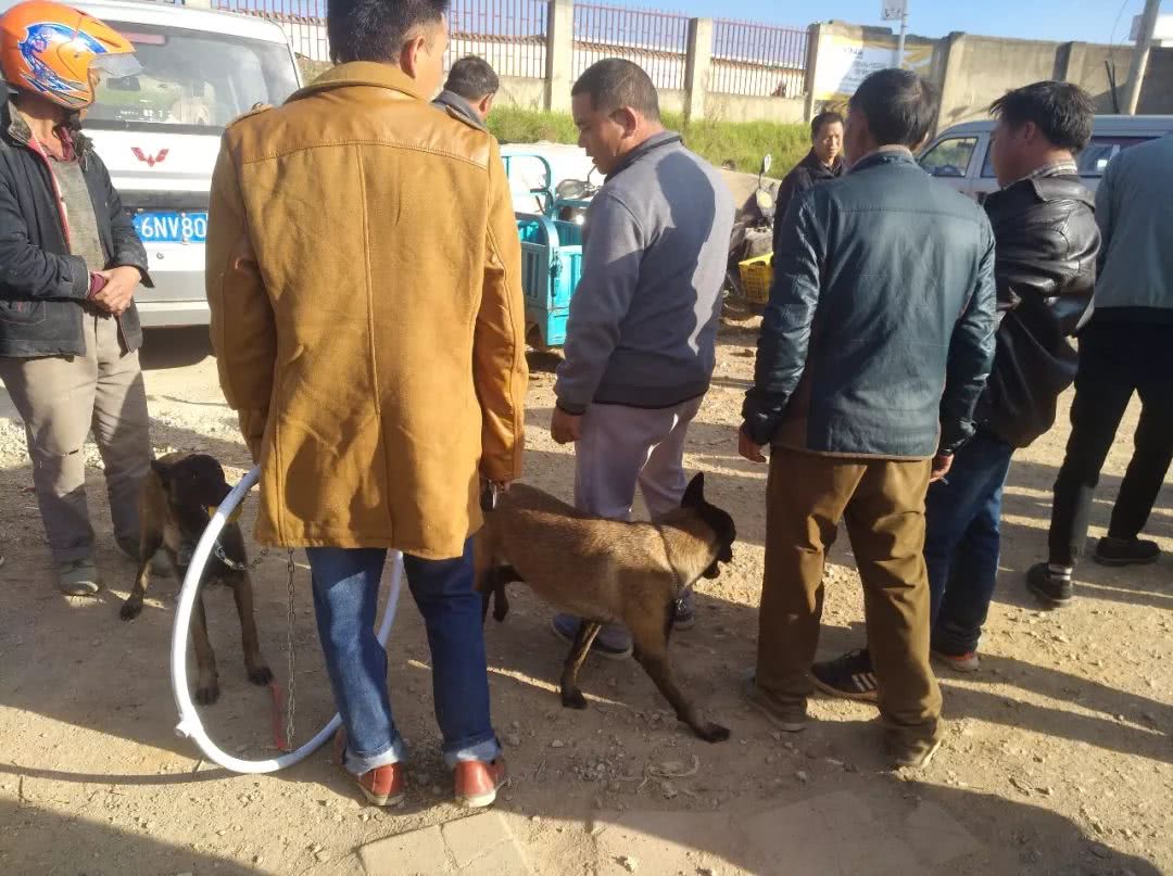 商贩给宠物狗多少钱,训练好的马犬幼犬多少钱