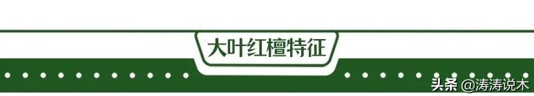 非洲名贵木材—大叶红檀最佳入手时机