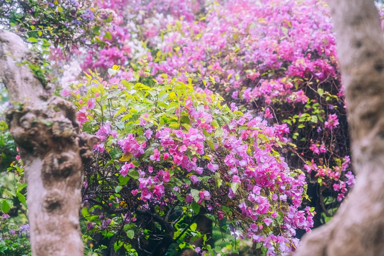 西双版纳曼听公园御花园,曼听公园西双版纳网红景点