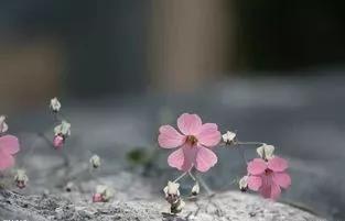 杜甫与李龟年：Seeyouagain，与你重逢在江南