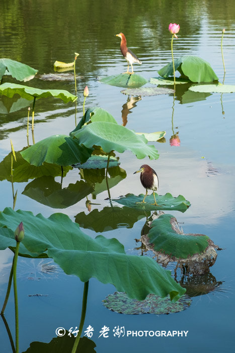 最美荷花展深圳,深圳最美荷花