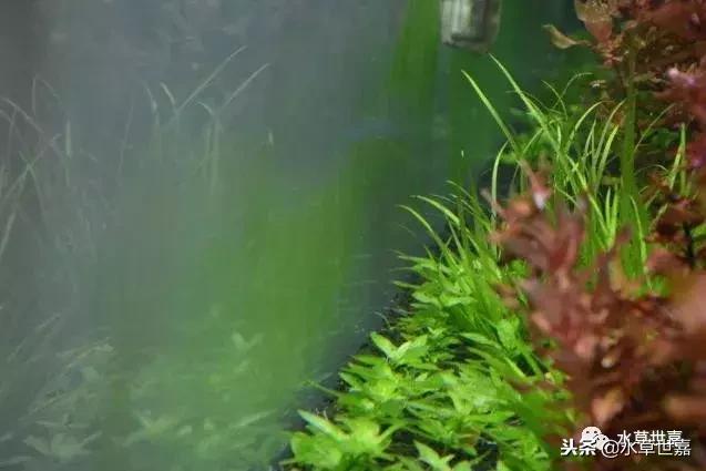 草缸常见10种藻类的解决方法,草缸藻类生物防治方法