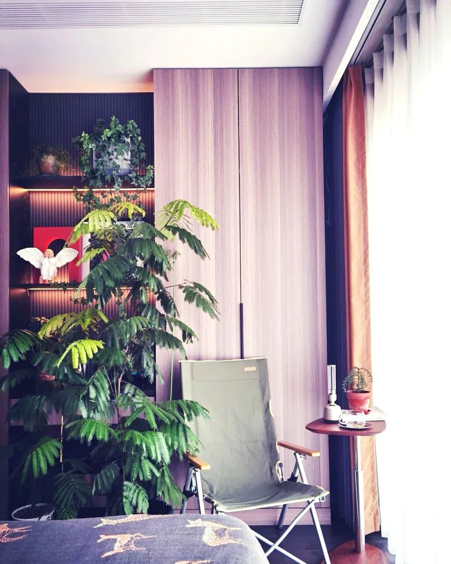 装饰高级感家里绿植推荐,室内装饰花卉及盆景植物