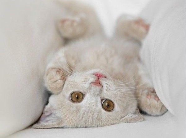 幼猫拉稀是乳白色的,幼猫拉稀是什么原因造成的