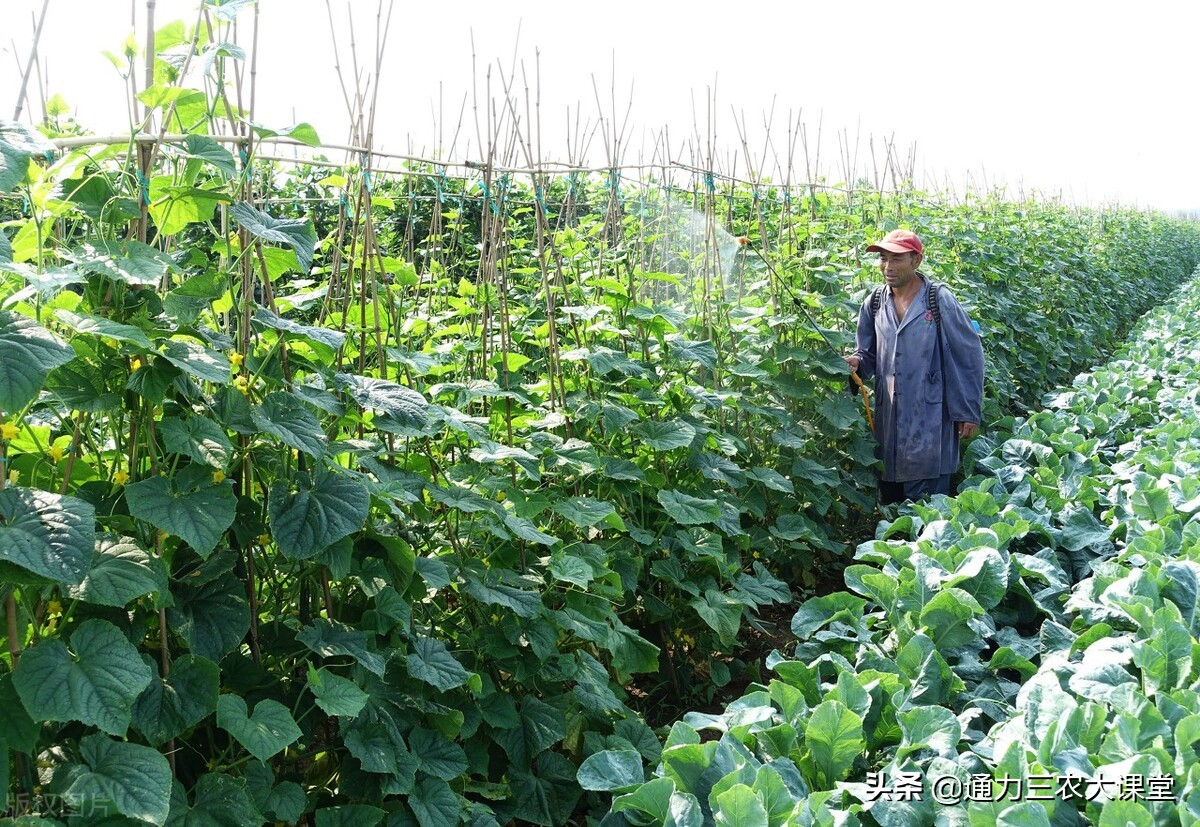 叶面肥用不用二次稀释,叶面肥怎么施镁和硼