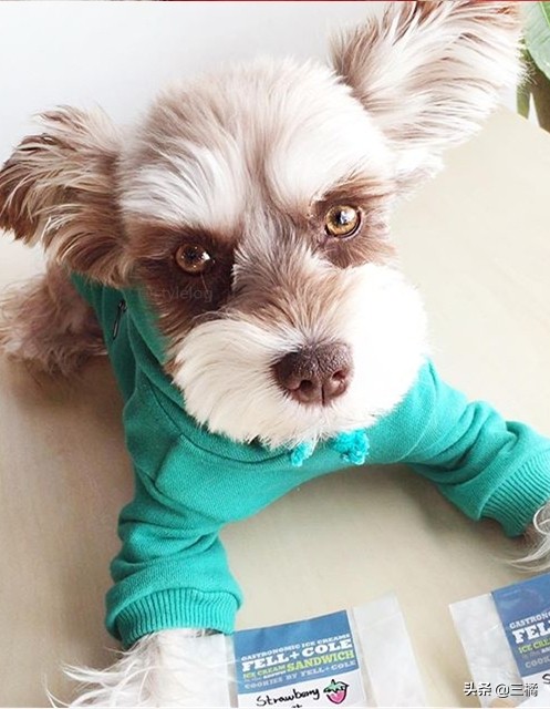 狗狗雪纳瑞剪毛,狗狗雪纳瑞图片大全