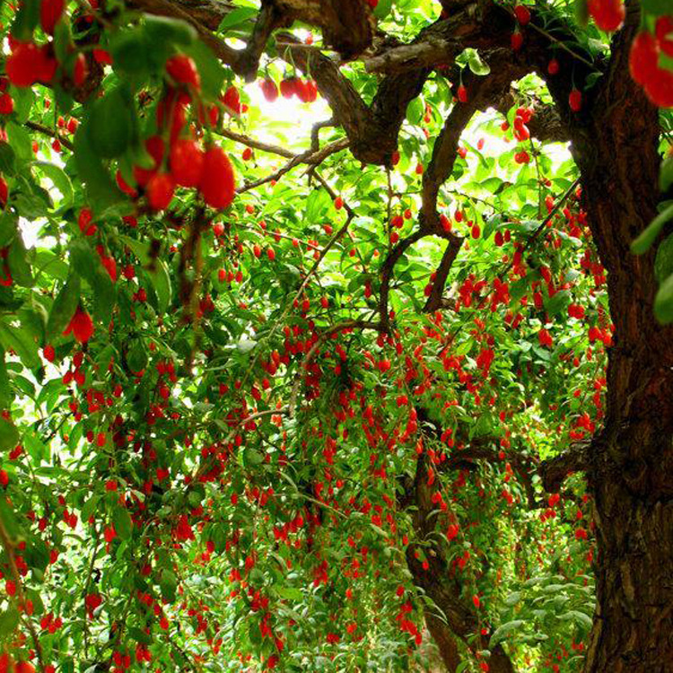 枸杞子是补阴虚之品吗,枸杞子养生的吃法和功效