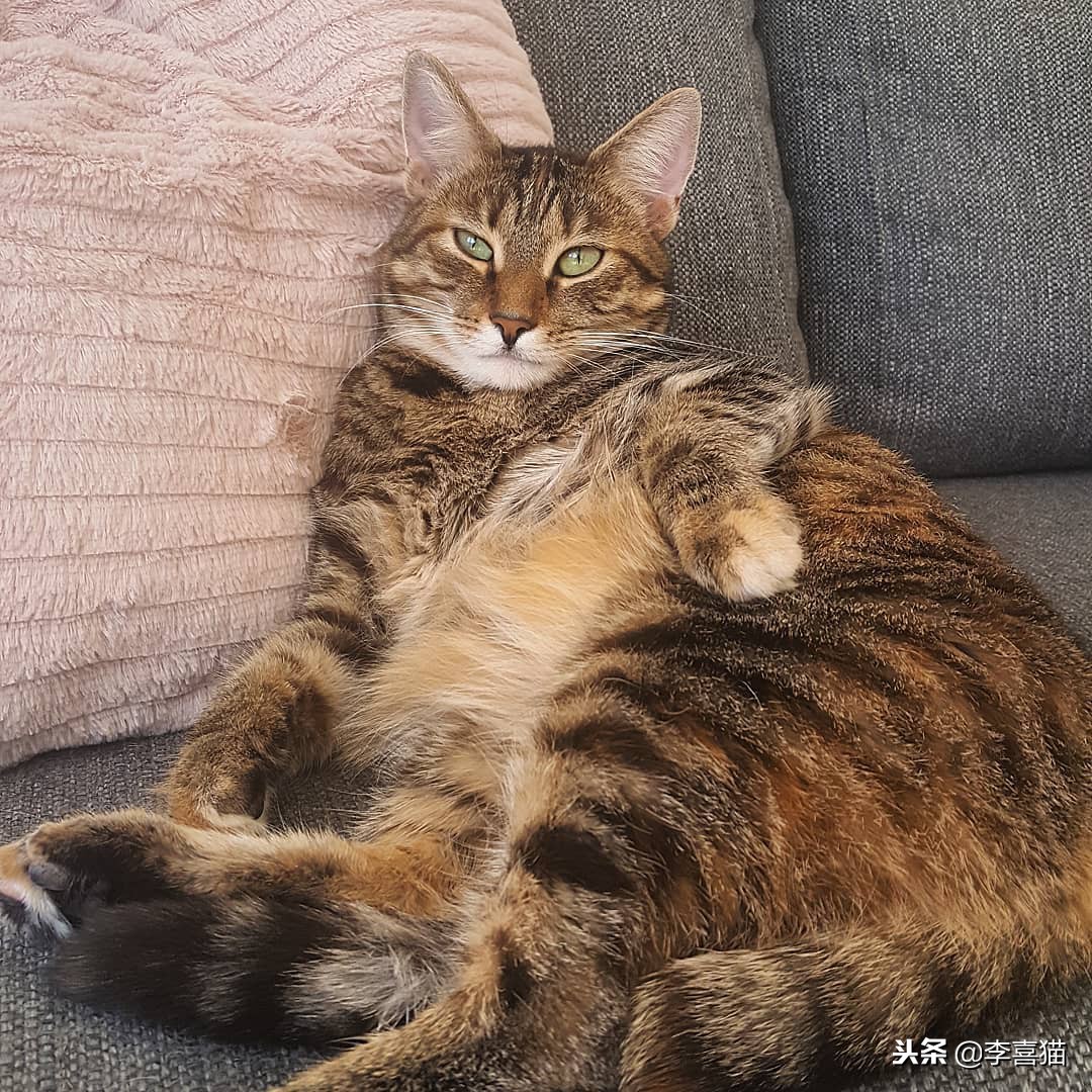 猫咪拉稀不吃饭没精神拒食,猫咪拒食