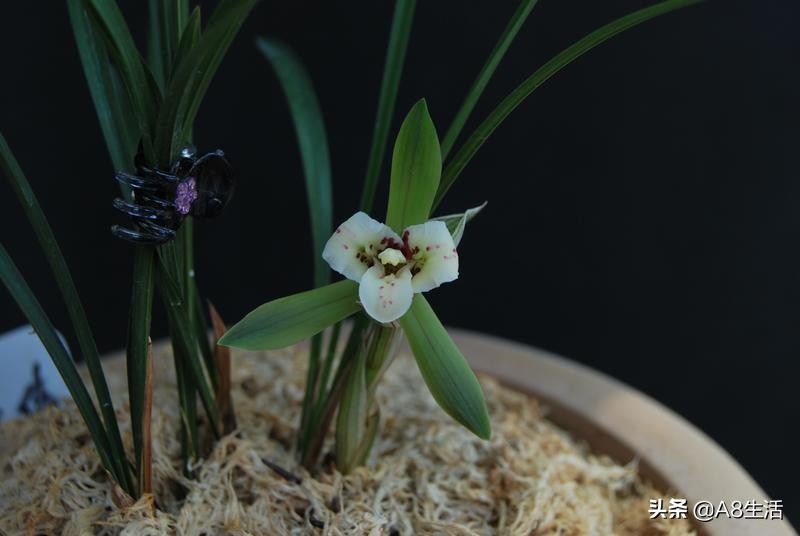 中国兰花名品录,春兰兰花名品大全