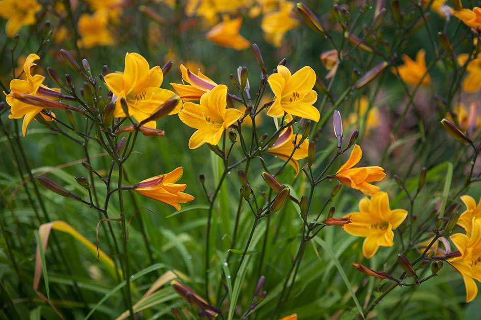 五一草花摆放的图片,春天常见的40种花图片