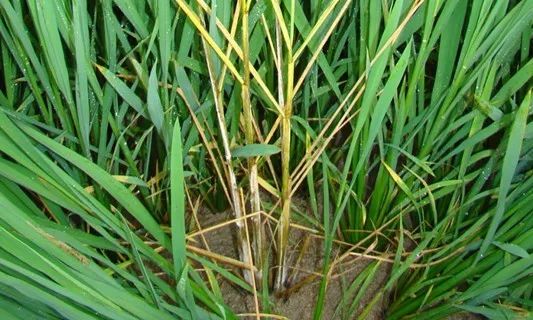 怎样除水稻苗床的地下害虫,防治水稻病虫害用哪些农药