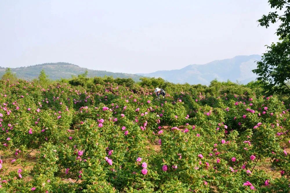 五一假期潍坊赏花踏青地推荐！这8个小众的绝美之地，一定要去走一走啊...