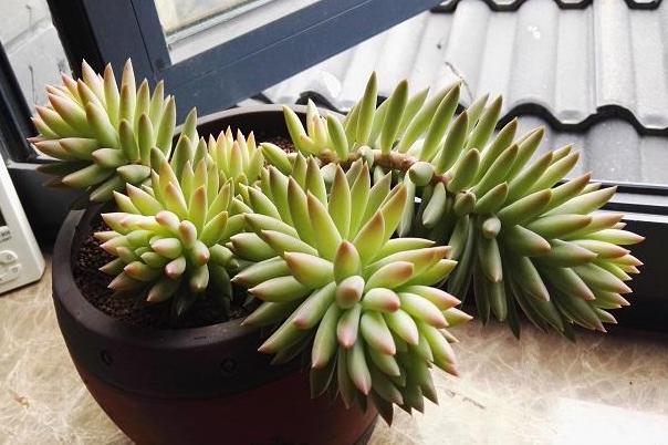 夏季养多肉用什么颜色的遮阳网好,多肉新手用什么土养最好