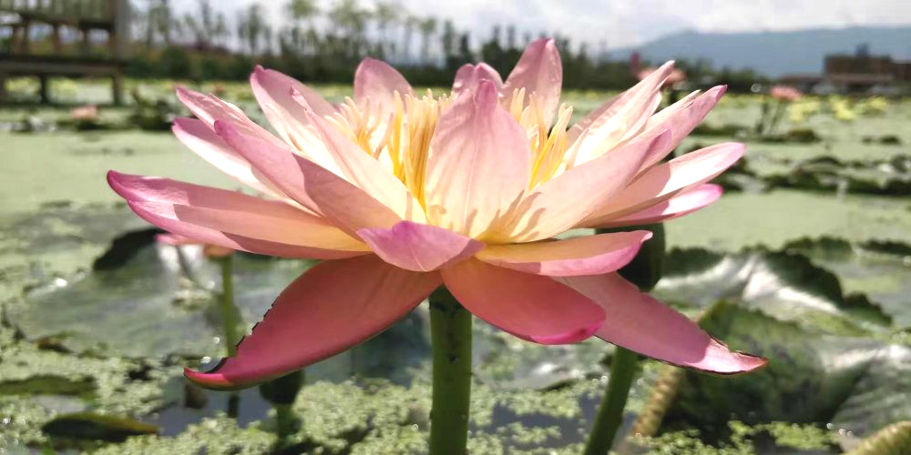 莲花有仙气吗,莲花有怎么样的品格