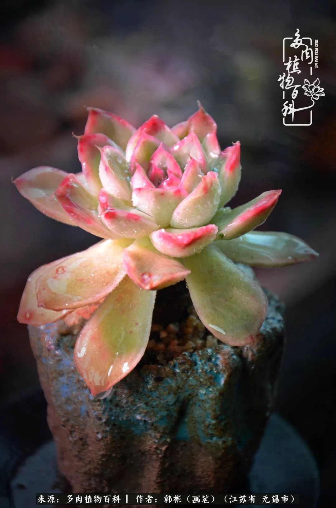 听音乐赏多肉,听音乐赏花赏美景