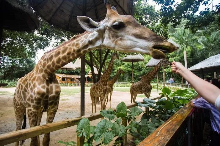长隆野生动物世界暑假攻略,广州长隆野生动物园亲子一日游攻略