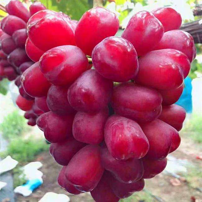 100种葡萄品种大全,12种热门葡萄