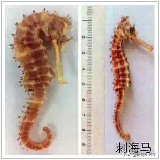 海龙海马配什么可散结,海马配什么散结效果好