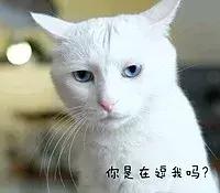 猫咪猫闹该怎么办？现在还有人相信棉签*法大**？