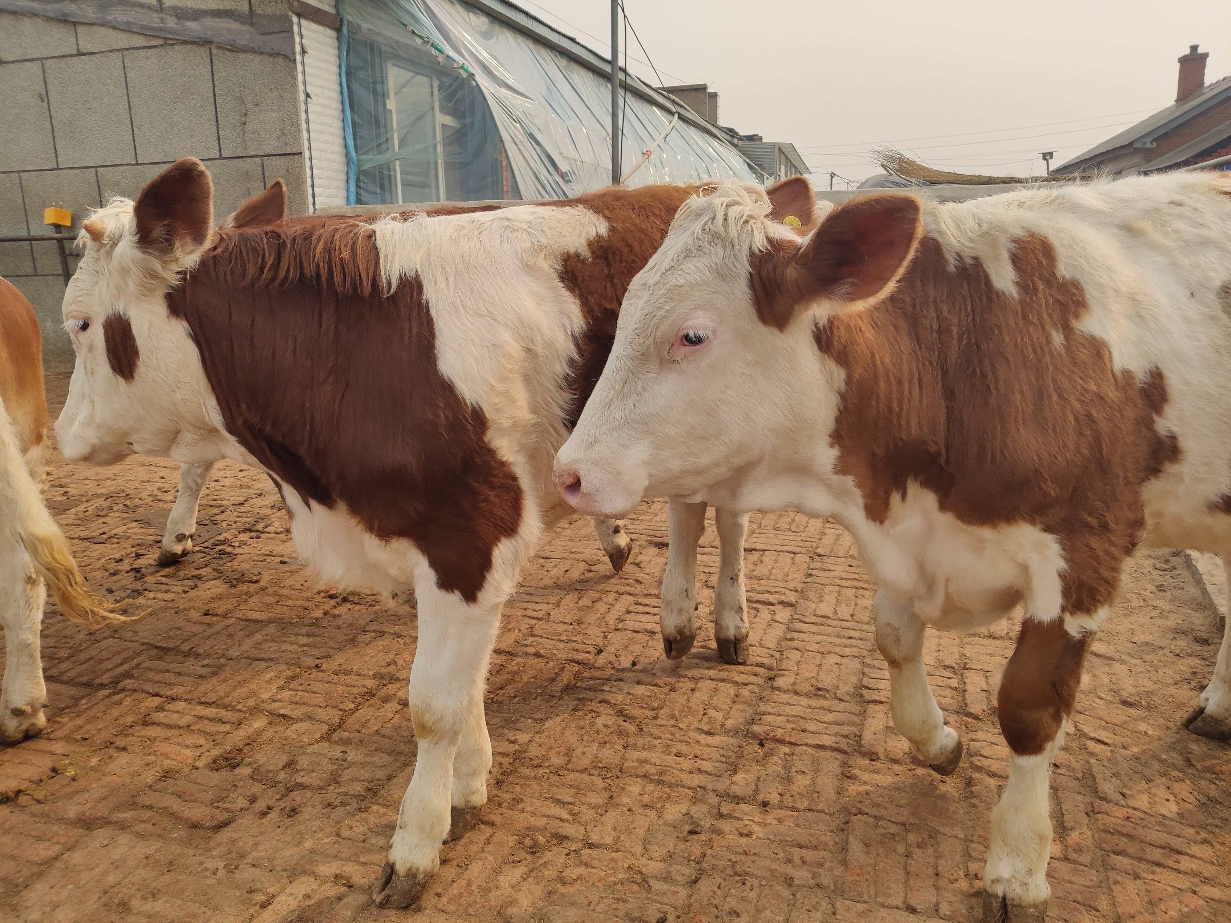 养牛知识技巧与方法,养牛的基本知识和方法