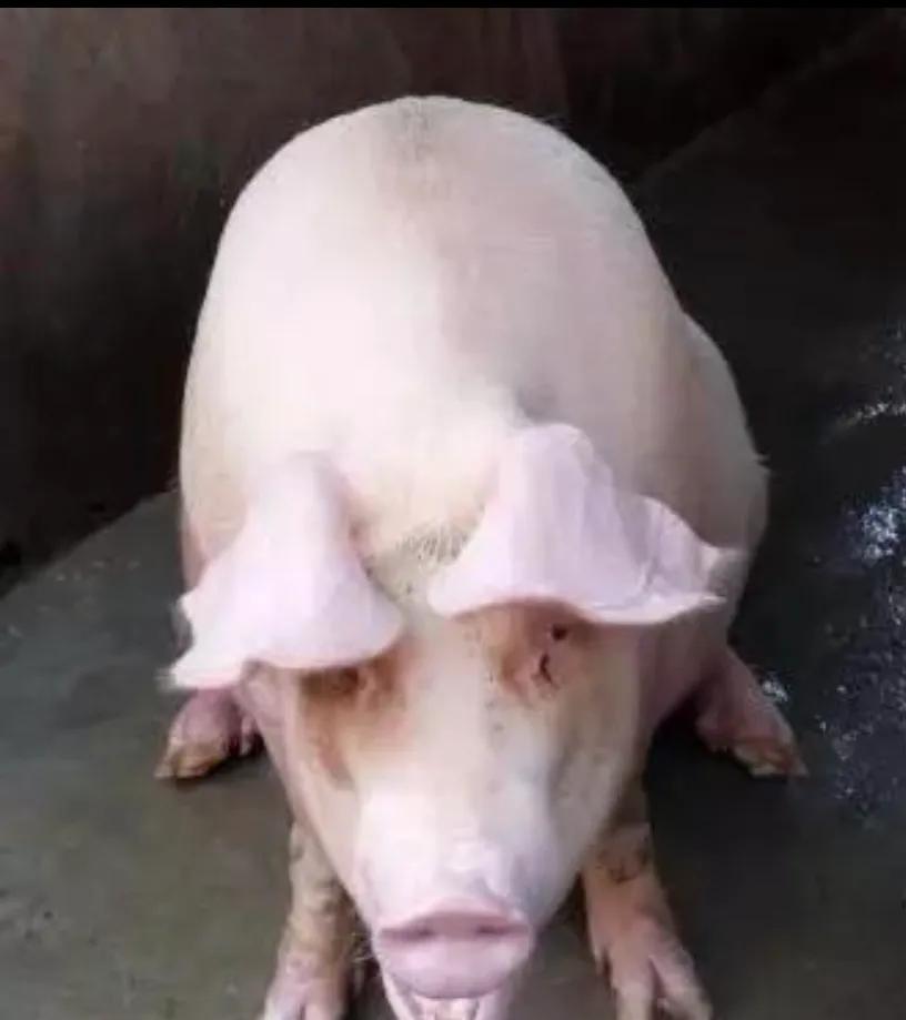 热门夏季猪中暑的急救方法,猪中暑和脑炎的区别