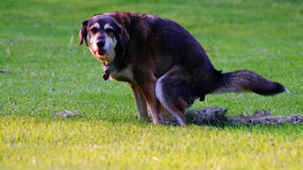 狗狗吃益生菌可以治疗便秘吗,狗狗为何总是拉稀