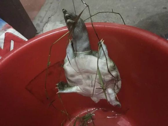 最简单最有效的钓甲鱼方法,甲鱼的正确钓法