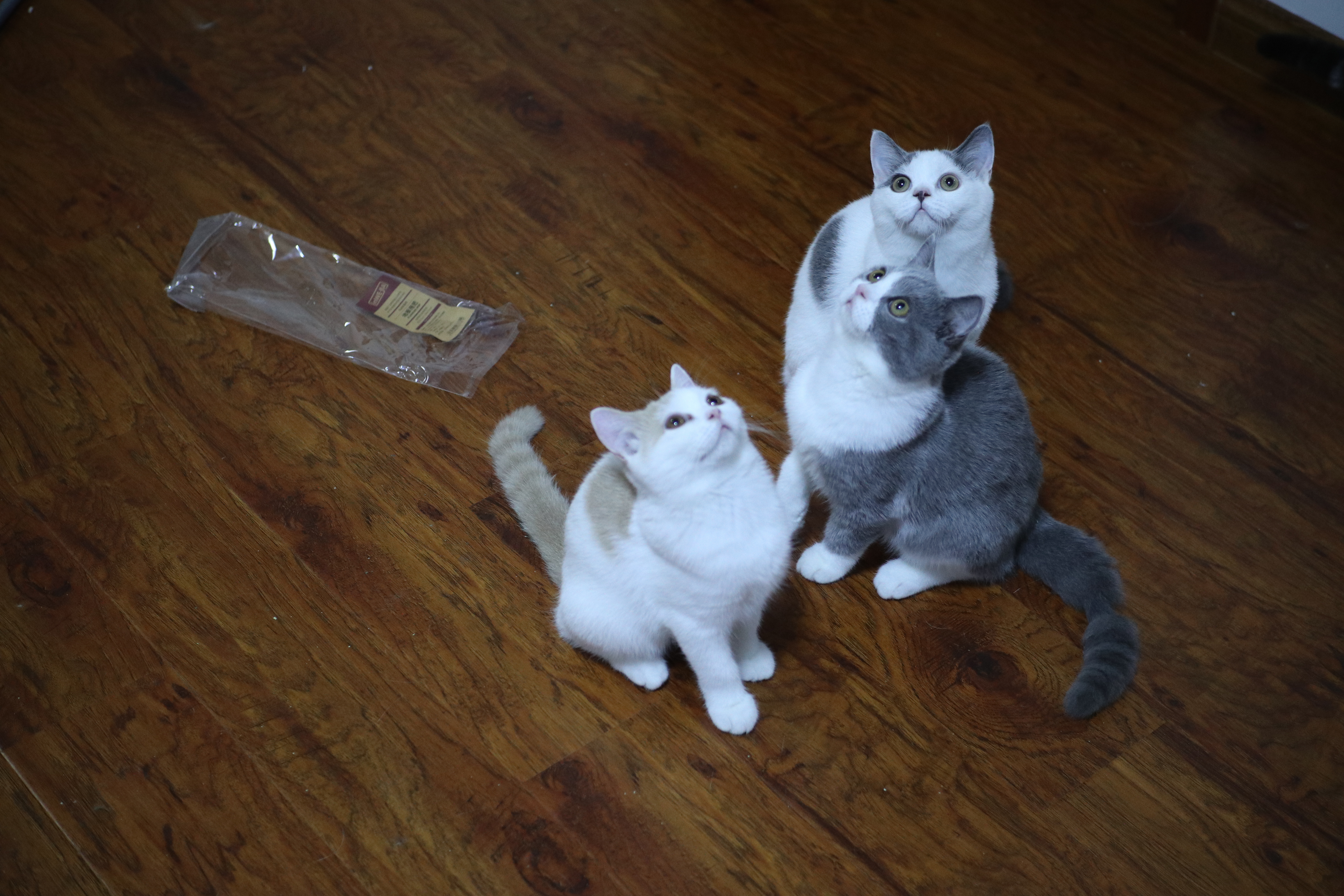 接猫咪回家前家里用什么打扫,接猫咪回家防止应激