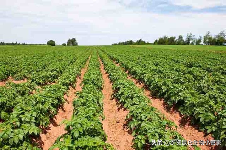 土豆腐烂病怎么防治,土豆根腐病根治方法