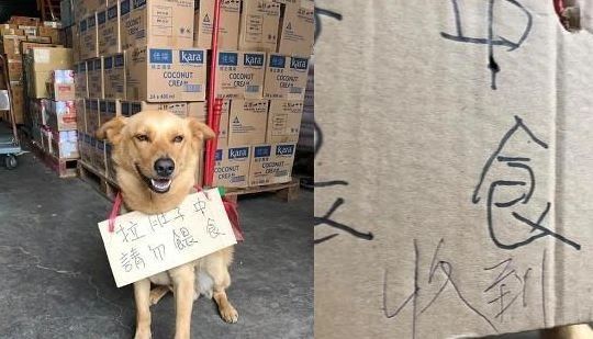 主人拉肚子了小猫咪会怎么办,猫主子拉稀