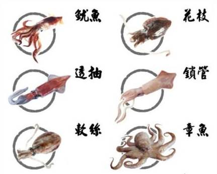 章鱼鱿鱼乌贼傻傻分不清,章鱼鱿鱼乌贼这三样有什么区别