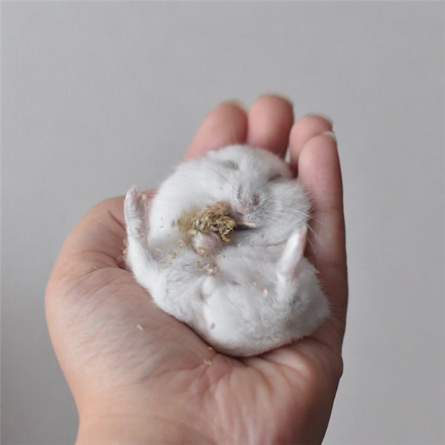 仓鼠躺着吃美食，吃完后鼠鼠笑容满面，饲主却心很累