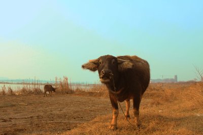 膘肥体壮长势良好,膘肥体壮长势良好下一句