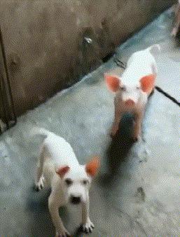 搞笑gif图来袭看一次笑一次,搞笑gif开心一刻