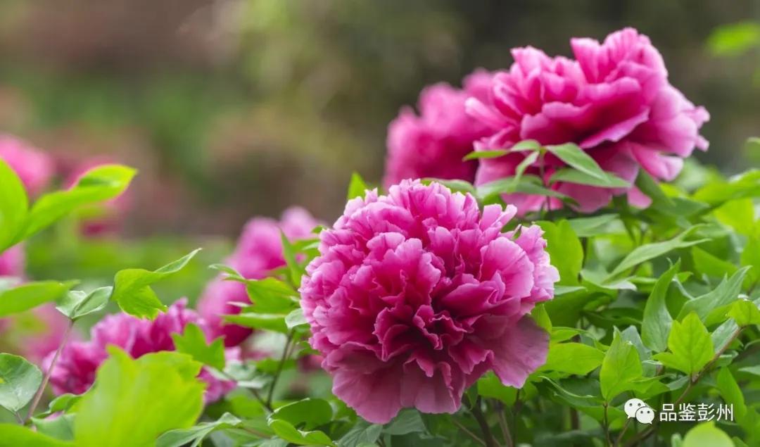 牡丹花开惹人醉鸟语花香,牡丹花开国色天香惹人醉