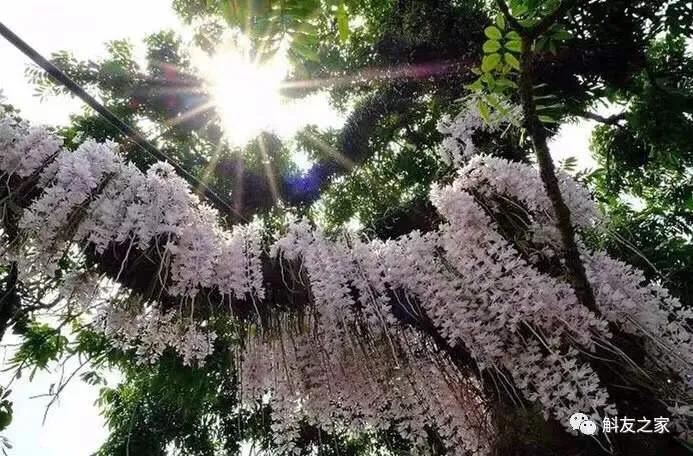 水质酸碱度变化对兰寿的影响,水质的多少对植物幼苗的影响