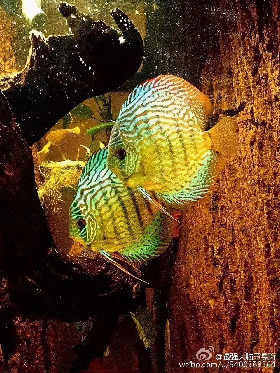 王昱珩不上班做到财富自由,最强大脑王昱珩清华毕业后不上班