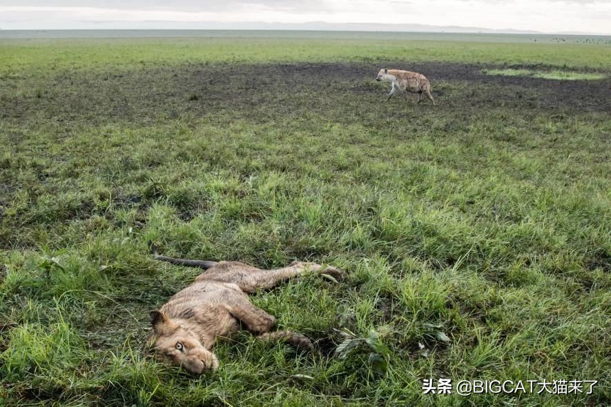 因捕食家畜被易位的狮子命运如何？大多数命运凄惨，活不过一年