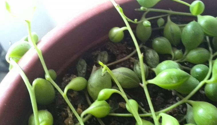 佛珠吊兰怎么养能爆盆,佛珠吊兰怎么养才能更旺盛