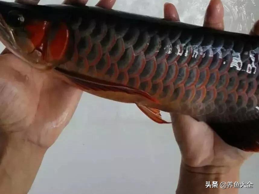 为什么龙鱼鳞片会被灯光烤黑,龙鱼混养红龙发色