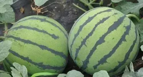 为啥脚后跟干裂起鱼鳞皮,脚后跟干裂小腿长鱼鳞