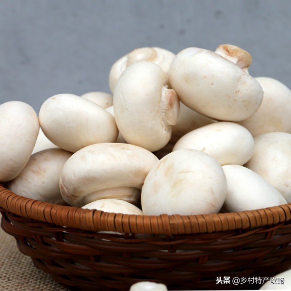 河北十大特产，雪花梨、坝上口蘑、白洋淀松花蛋，保定春不老