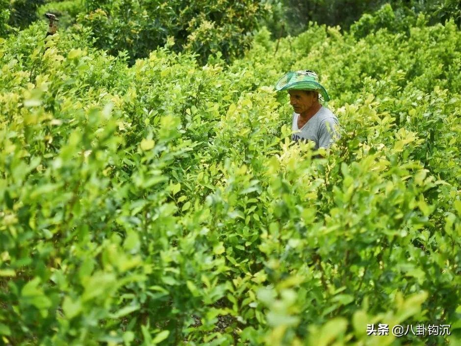 *品毒**战争背后的商业秘密:价格博弈、人力资源、特许经营