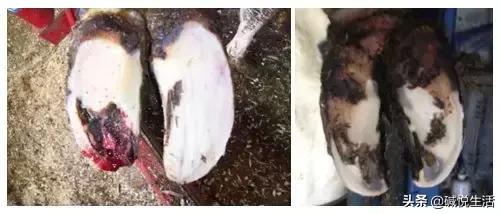 奶牛瘫痪症诊断,奶牛跛行的早期发现及五步修蹄法