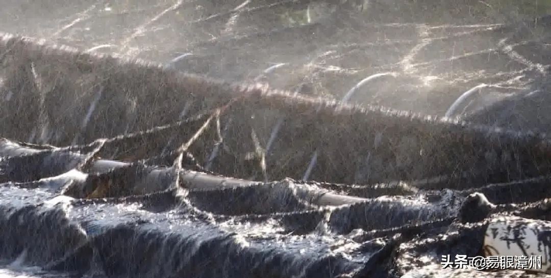 海上有好多黑色白色的东西是什么,海里的黑黑的东西好吃吗