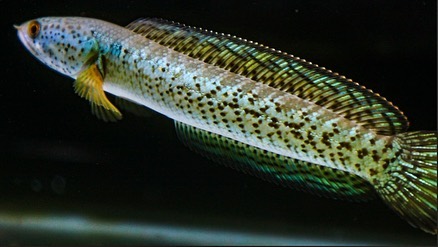 血斑雷龙鱼观赏鱼,雷龙鱼稀不稀有