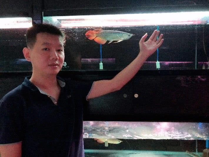 龙鱼市场价格多少钱一条,龙鱼卖了能值多少钱