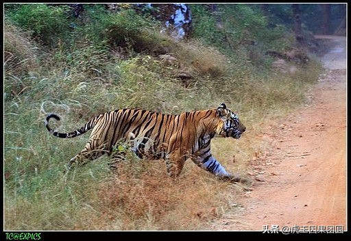巴梅拉雄虎,传奇虎王战斗视频